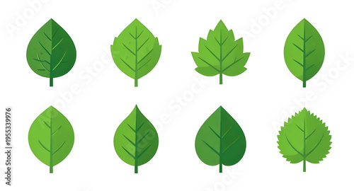 leaf, leaves, green, plant, nature, foliage, botanical, eco, ecology, environment, natural, fresh, freshness, organic, growth, spring, summer, garden, herb, tree, branch, stem, flora, floral, purity, 