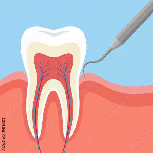 A clear illustration showcasing the anatomy of a human tooth, focusing on the root structure, supporting tissues, and essential blood vessels for dental education.