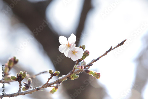 咲き始めた桜の花や蕾