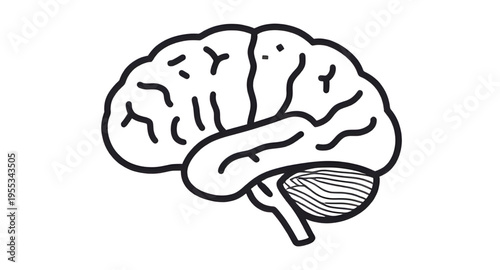 human, brain, anatomy, sketch, drawing, lineart, outline, diagram, structure, organ, head, mind, thinking, intelligence, memory, cognition, science, medical, biology, anatomyart, nervous, system, neur