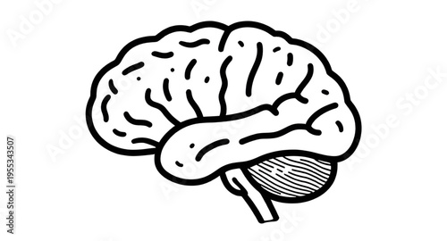 brain, human, anatomy, sketch, drawing, lineart, outline, diagram, structure, organ, head, mind, thinking, intelligence, memory, cognition, science, medical, biology, anatomyart, nervous, system, neur