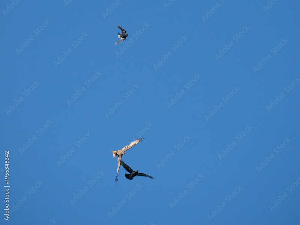Fototapeta premium Schwarzmilan, Milvus migrans und Kolkrabe, Corvus corax und Rabenkrähe, Corvus corone
