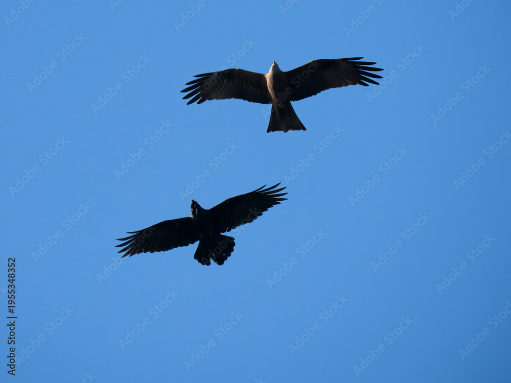 Obraz premium Schwarzmilan, Milvus migrans und Kolkrabe, Corvus corax