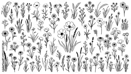 Black And White Hand Drawn Vector Collection Of Various Wildflowers Meadow Herbs Grasses And Botanical Elements Isolated On White Background Perfect For Design