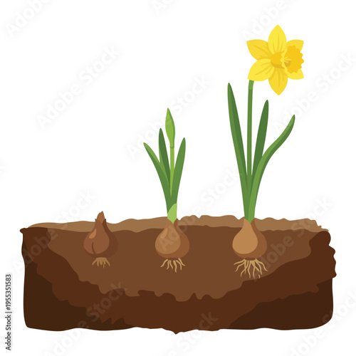 This insightful illustration beautifully displays a progression of daffodils growing from bulbs in rich brown soil, symbolizing growth and the cycle of life in nature.