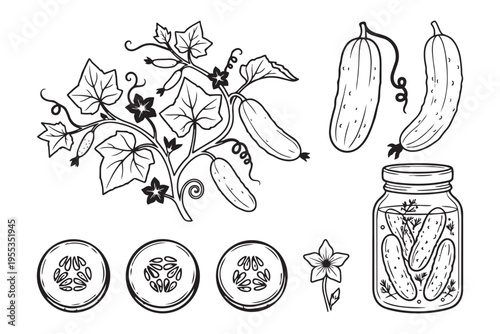 Cucumber collection vector illustration with plant fruits flower and jar isolated on transparent background