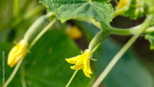 Yellow flower on a cucumber plant