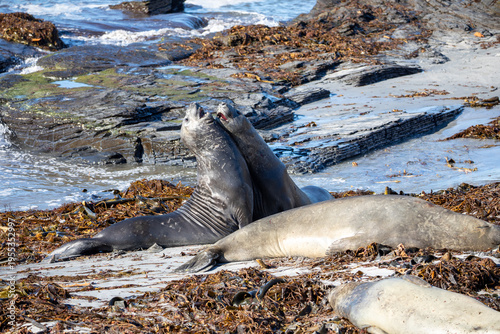 Two young Elephant seals fighting in the mid morning sunshine on Sea lion island, Falkland islands.	