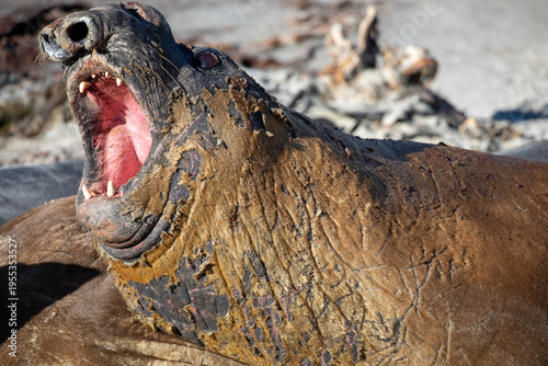 An Elephant seal fighting in the mid morning sunshine on Sea lion island, Falkland islands.