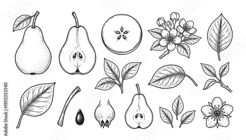 Pear fruit vector illustration with whole half sliced parts leaves and flower blossom set