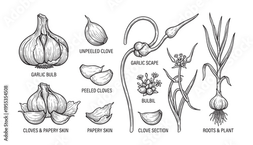 Garlic bulb and clove botanical collection with scape bulbil and plant roots vector illustration