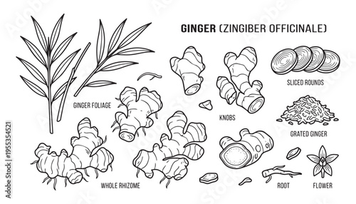 Ginger zingiber officinale vector illustration set botanical sketch engraving style outline