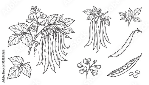 Common bean plant vector illustration botanical sketch engraving style outline