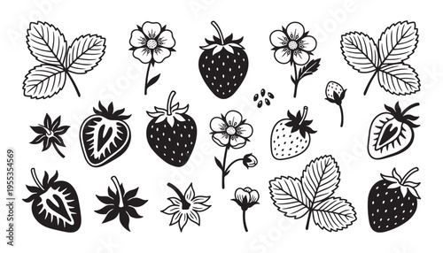Strawberry fruit botanical set featuring whole berries sliced pieces and leaves vector illustration