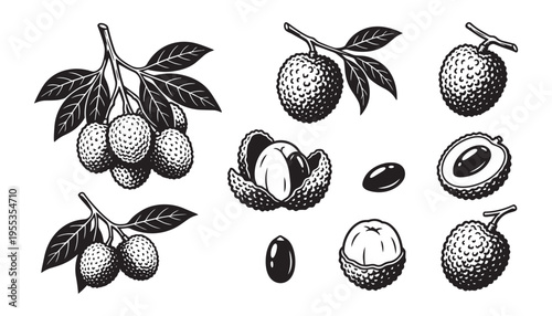 Lychee set illustration vector graphic isolated on transparent background fresh exotic fruit and leaves