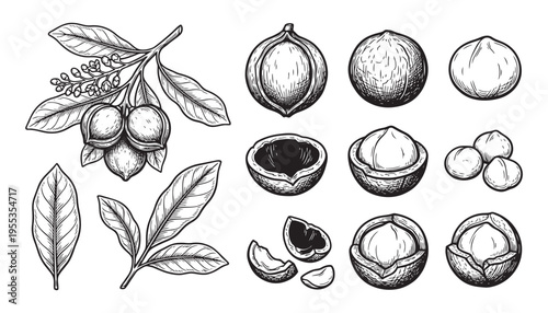 Macadamia nuts set illustration vector graphic isolated on transparent background raw kernel and shell elements