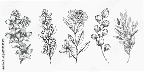 Detailed botanical illustration featuring various wildflowers and foliage
