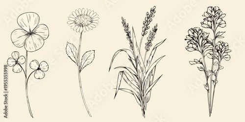 Vintage botanical illustration of various wildflowers and grasses