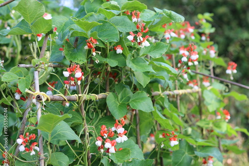 Photos Runner beans growing in a vegetable garden