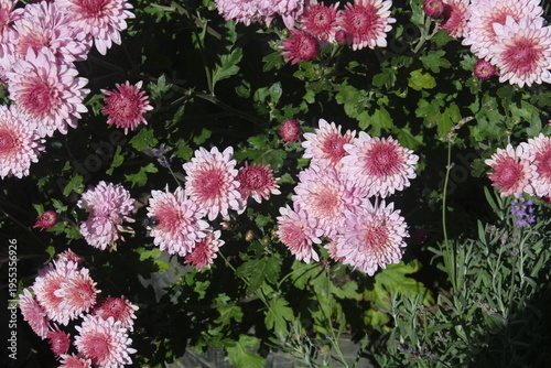 pink flowers in the garden