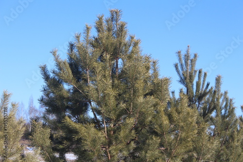 pine tree branches