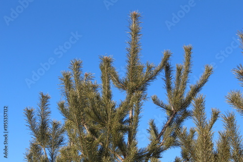 pine tree branches