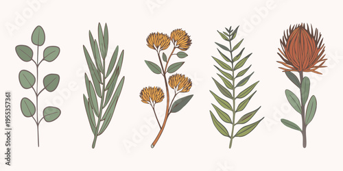Botanical illustration of various native australian flora and foliage