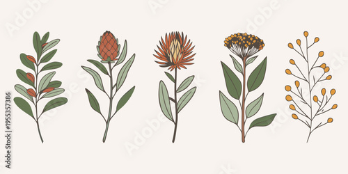 A botanical illustration featuring various protea and foliage stems