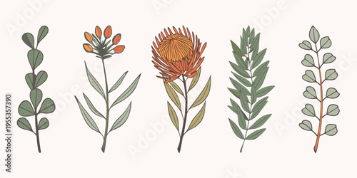 Botanical illustration of protea flowers and various green foliage