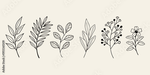 Botanical illustration featuring delicate line drawn branches and floral elements