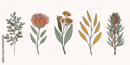 A botanical illustration displaying five different varieties of native foliage
