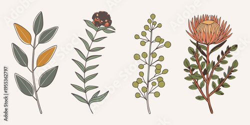 Botanical illustration featuring protea eucalyptus and other flowering stems