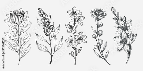Vintage botanical illustration featuring various wildflowers and foliage