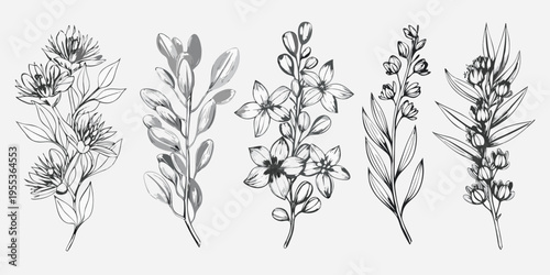 Elegant botanical illustration featuring detailed sketches of various wildflower stems