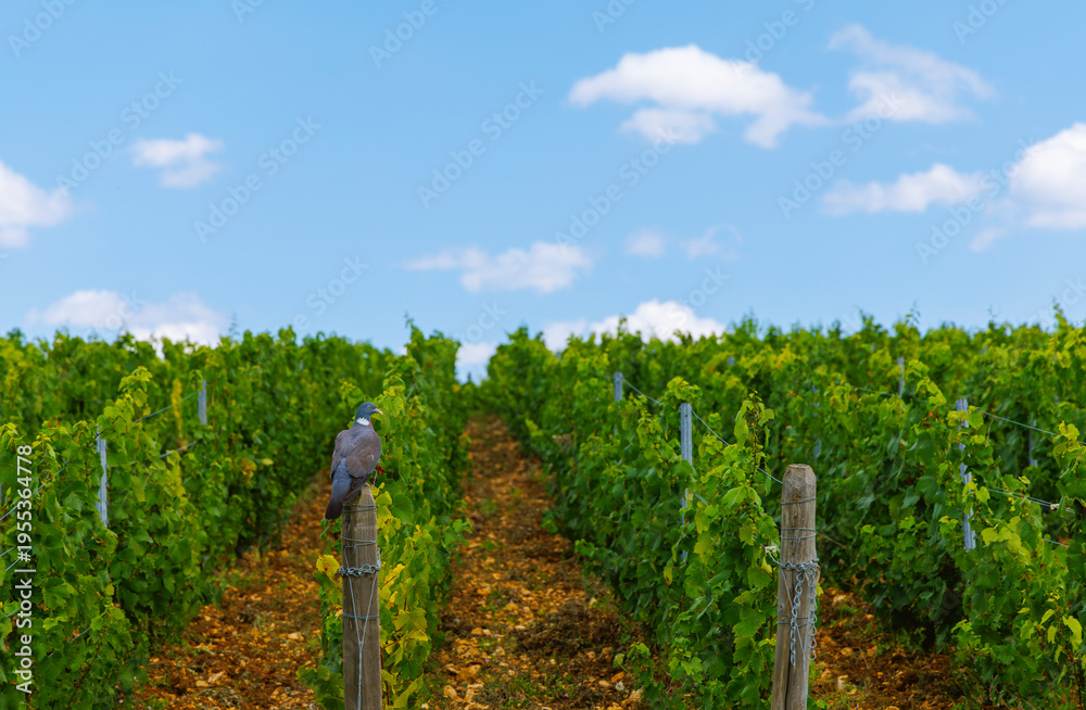 Fototapeta premium A vineyard on a rolling hillside over a blue sky