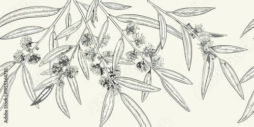 Detailed botanical illustration of eucalyptus leaves and delicate white flowers