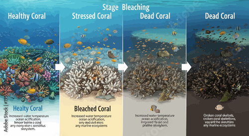 Coral Bleaching Stages Infographic Showing Climate Change Impact on Reef Ecosystems
