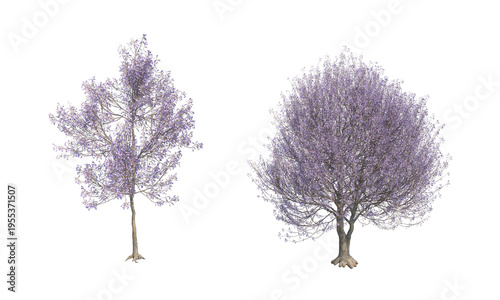 Paulownia tomentosa alpha channel png tree set