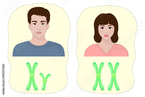 Sex chromosome. Chromosome X and Y. Male and Female. Biological study. 