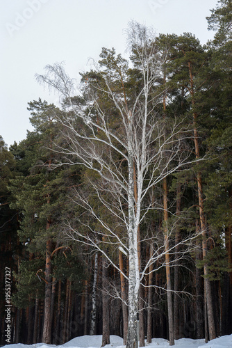 Wallpaper Mural white birch against the background of a dark winter pine forest Torontodigital.ca