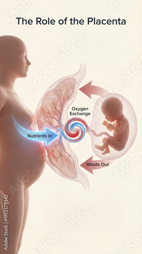 Placenta diagram explains fetal support clearly. Medical illustration shows placenta moving oxygen, nutrients, waste between mother, fetus, clarifying prenatal exchange, fetal growth, health education