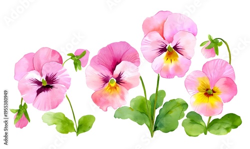springtime clipart, watercolor, pink pansies