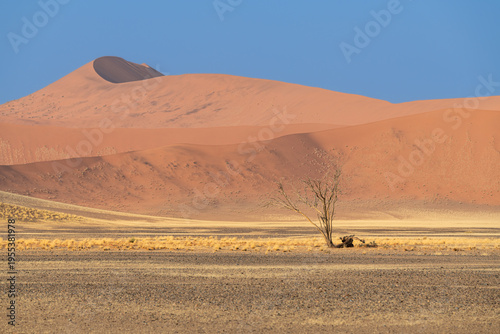 Wallpaper Mural Flat Valley bottom with high dunes in the distance, Sesriem in the Namib Desert, Namibia, Africa Torontodigital.ca