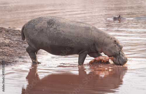 Wallpaper Mural Hippopotamus entering a waterhole in the Makgadikgadi Pans National Park, Botswana, Africa Torontodigital.ca