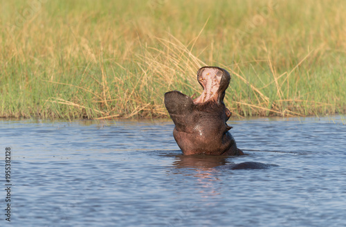 Wallpaper Mural Hippopotamus with it's mouth open in the Khwai river in Moremi Game Reserve Botswana, Africa Torontodigital.ca