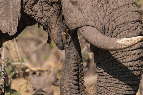 Wallpaper Mural Close up of a Mud covered Elephant eating in Moremi Game Reserve, Botswana, Africa Torontodigital.ca