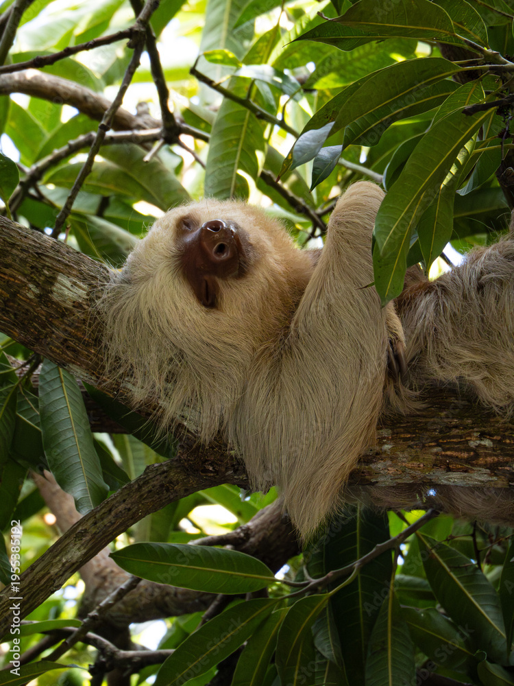 Fototapeta premium Two-toed sloth in Costa Rica - Choloepus