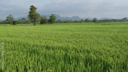 The green rice sprouts that started to grow beautiful golden ears were swayed by the wind in the vast fields. Rice is human food.