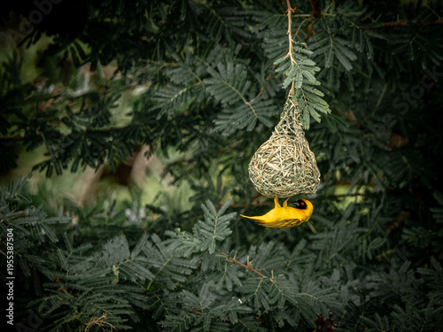 Foto Southern masked weaver building nest in tree, Kruger National Park South Africa