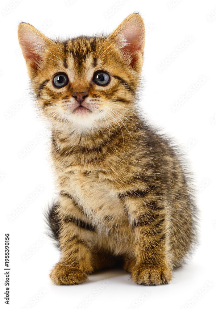 Fototapeta premium Small tabby kitten sitting and looking at camera isolated